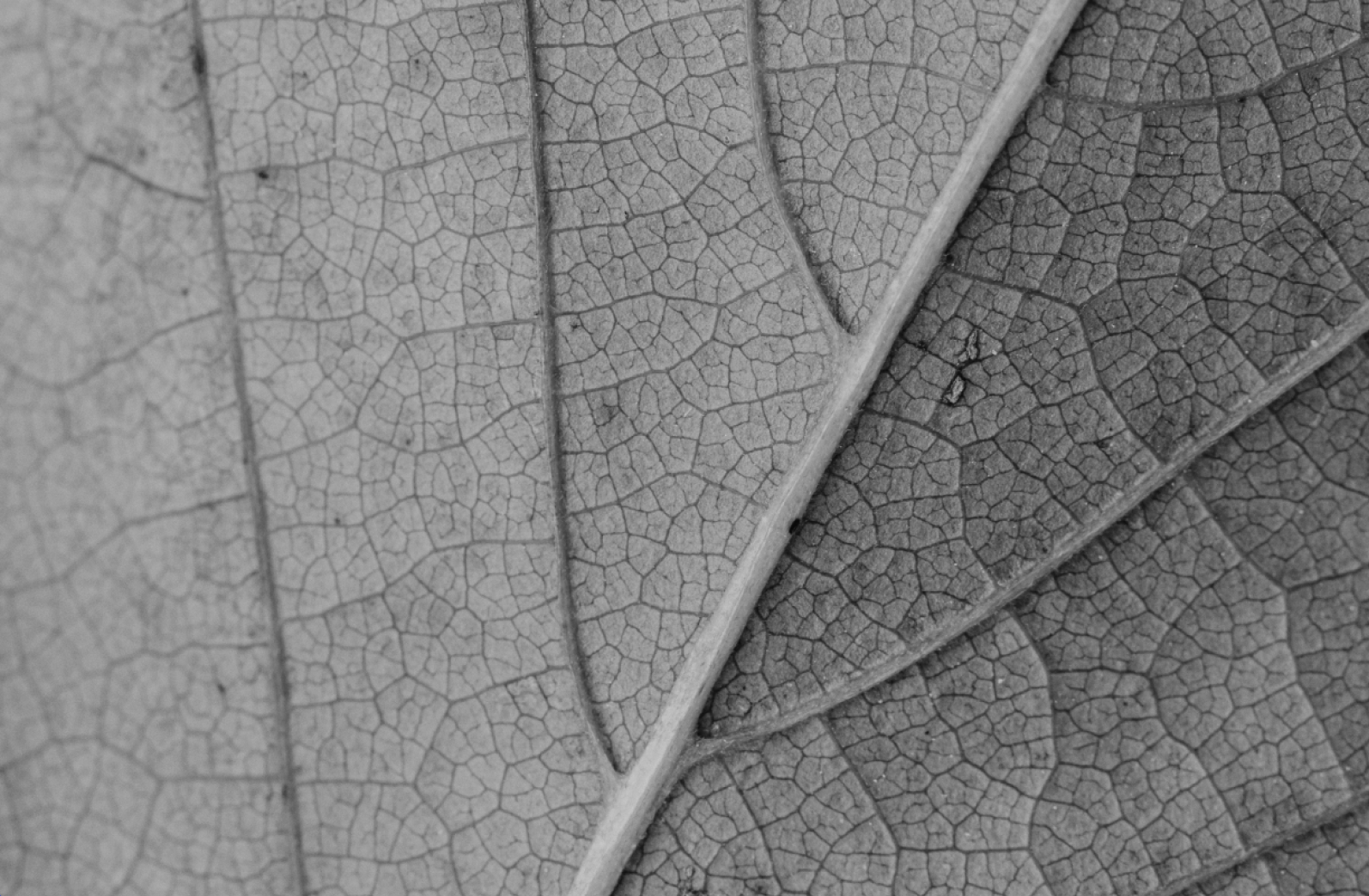 Close-up of leaf