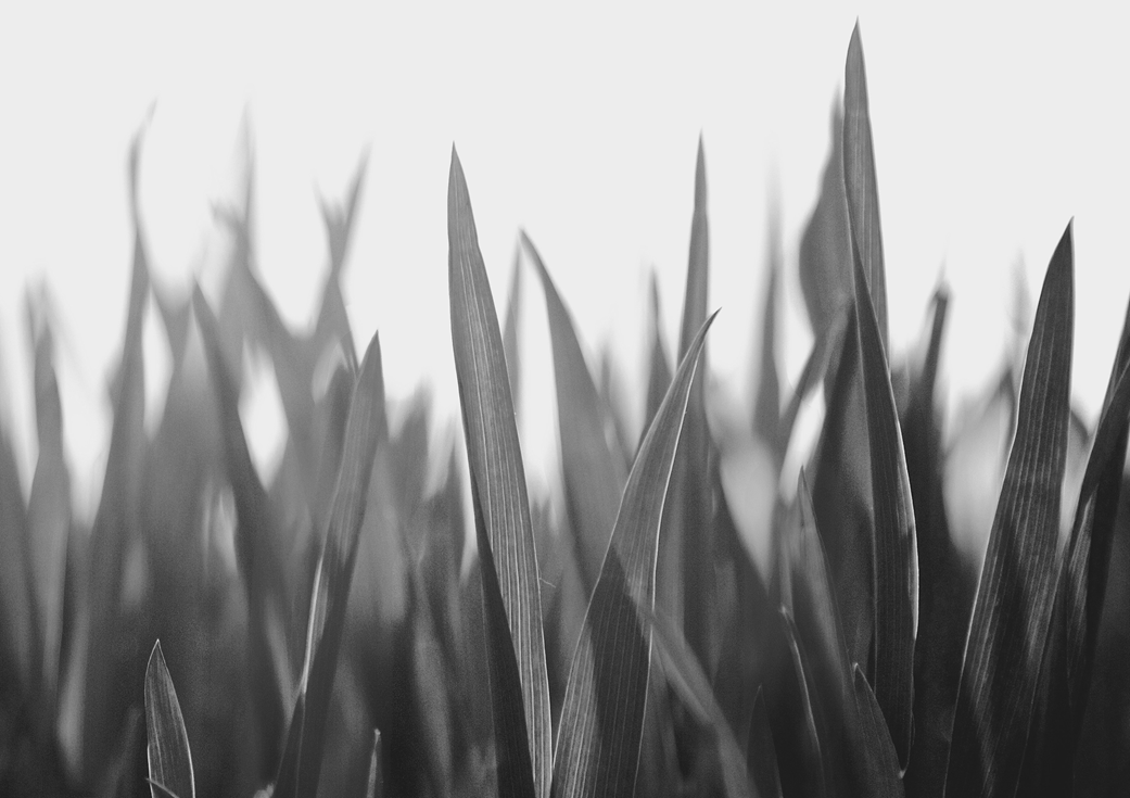 Close-up of grass