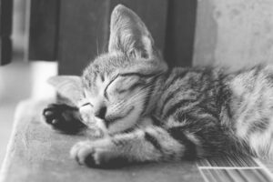 close up of a kitten sleeping